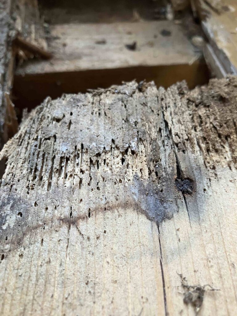 Woodworm Survey In Glasgow Plus Treatment