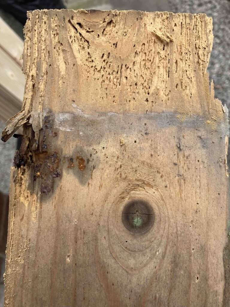 Woodworm Survey and Treatment In Glasgow