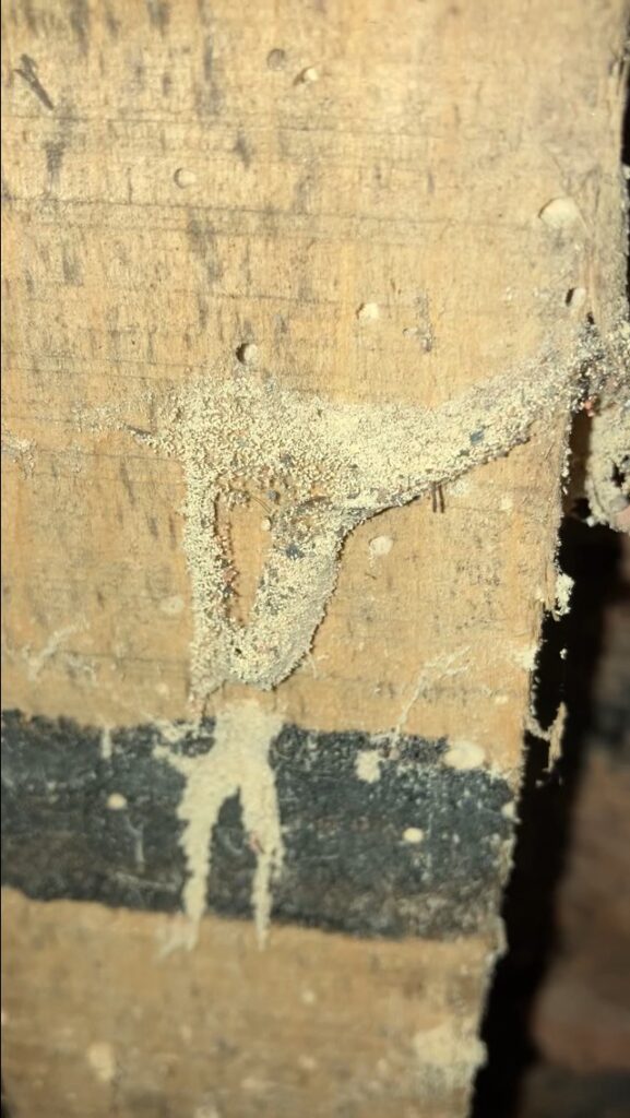 Woodworm Survey In Glasgow Plus Treatment