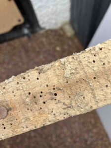 Woodworm Survey In Glasgow Plus Treatment