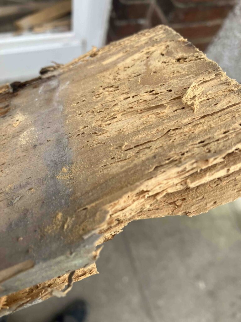 Woodworm Survey and Treatment In Glasgow