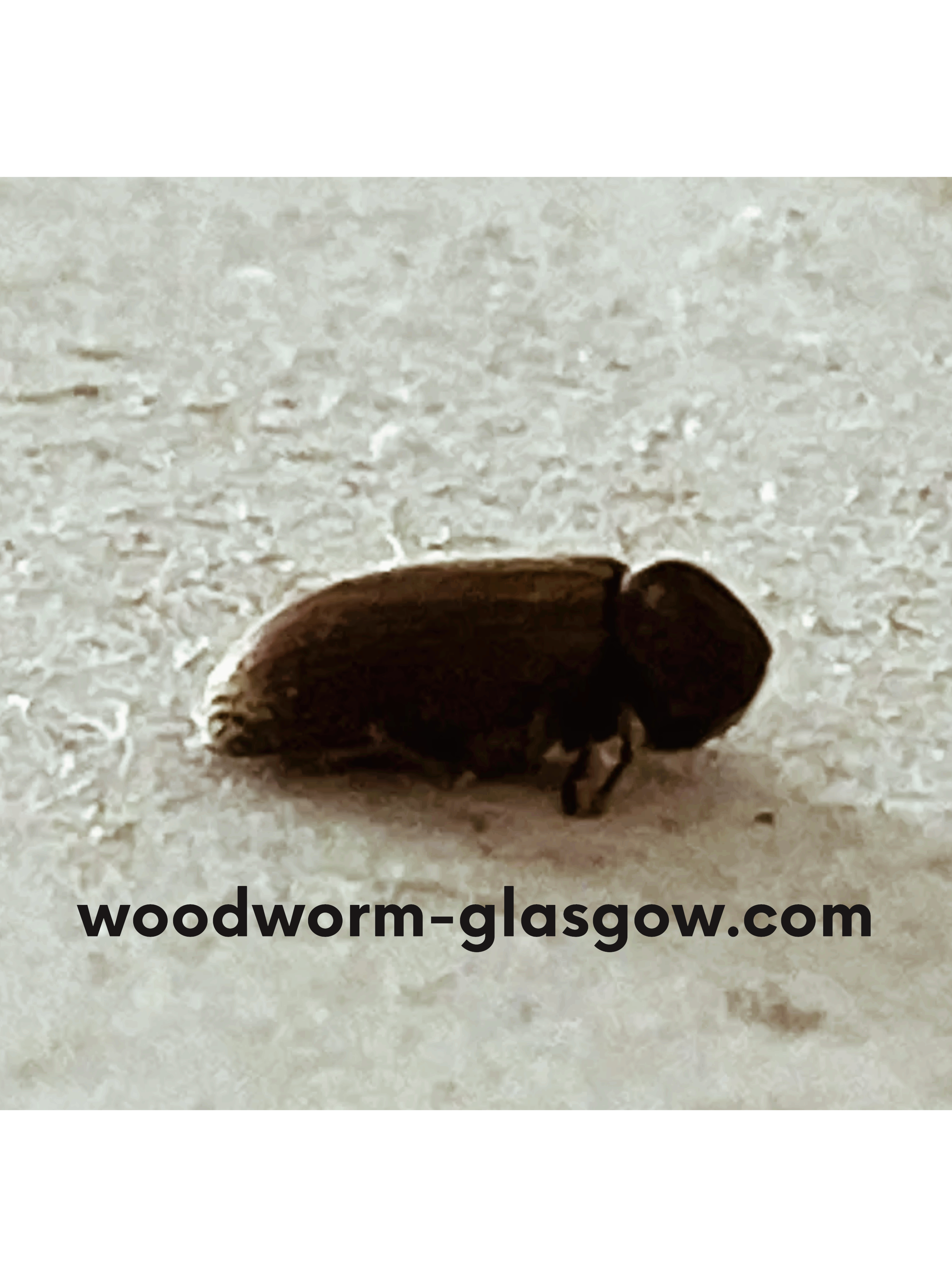 Woodworm Surveys & Treatments Glasgow